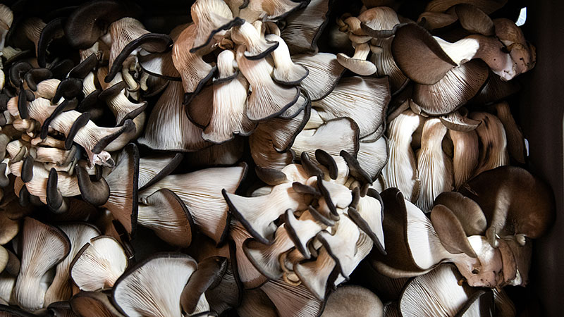 Mushu Mushrooms bakom exklusiva matsvampar