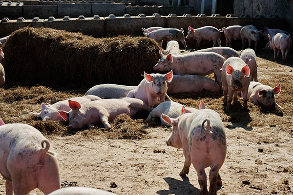 Grisarna på Rosersbergs gård lever fritt och kan vara både ute och inne - året om. 
