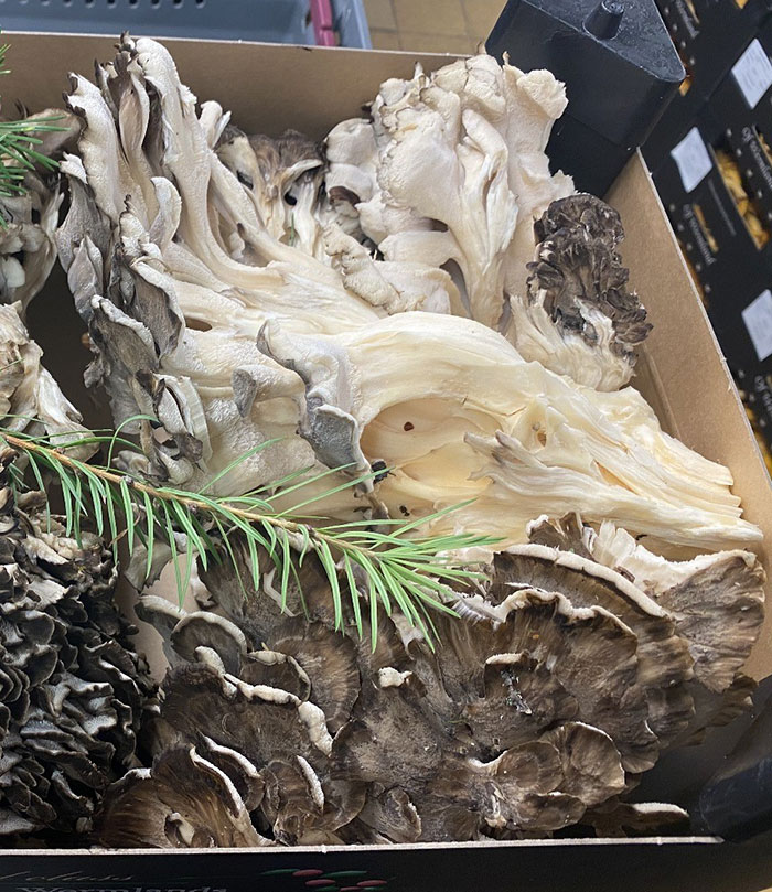 Wermlands skogsförråd levererar en rad olika svampsorter till restauranger i Sverige, Europa och Nordamerika. Kantarell, korallticka och Karl-Johan är några exempel.